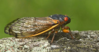 Periodic (17 Year) Cicada, 8 June 2013, Meriden, Hartford Co.