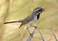 Black-throated Sparrow, 21 May 2012, Anza Borrego, California