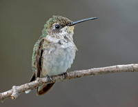 Ruby-throated Hummingbird, 20 August 2022, Mansfield, Tolland Co.