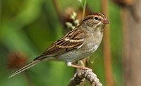 Chipping Sparrow, 25 September 2015, Mansfield, Tolland Co.