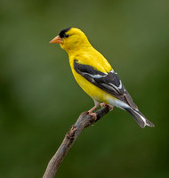 American Goldfinch, 30 August 2021, Mansfield, Tolland Co.
