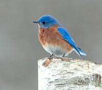 Eastern Bluebird, 2 February 2022, Mansfield, Tolland Co.