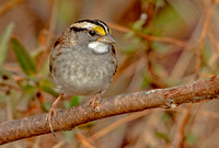 White-throated Sparrow, 4 January 2023 , Lyme, New London Co.