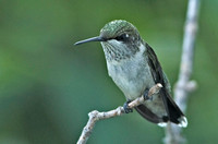 Ruby-throated Hummingbird, 29-30 August 2014, Mansfield, Tolland Co.