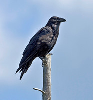 Common Raven, Topsfield, Maine