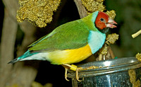 Gouldian Finch, variants, birds in an aviary