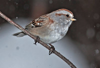 American Tree Sparrow, 28 January 2012, Lebanon, New London Co.