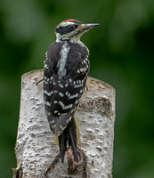 Hairy Woodpecker, 11 July 2021, Mansfield, Tolland Co,