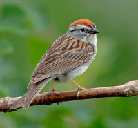 Chipping Sparrow, 16 June 2022, Mansfield, Tolland Co.