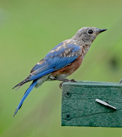 Eastern Bluebird, 30 August 2021, Mansfield, Tolland Co.