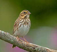 Savannah Sparrow, 21 September 2021, Mansfield, Tolland Co