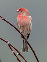 House Finch, 19 March 2022, Mansfield, Tolland Co.
