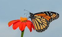Monarch, September 2021, Mansfield, Tolland Co