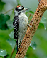 Downy Woodpecker, 2 July 2022, Mansfield, Tolland Co.