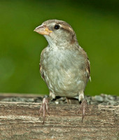 House Sparrow (juv), 10 July 2011, Ashford, Windham Co.