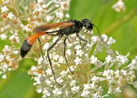 Thread-waisted Wasp, September 2021, Mansfield, Tolland Co