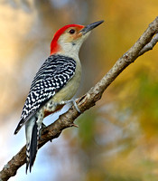 Red-bellied Woodpecker, 18 October 2012, Mansfield, Tolland Co.