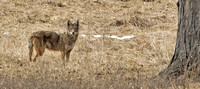 Eastern Coyote, 19 March 2014, Mansfield, Tolland Co.