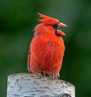 Northern Cardinal, 30 June 2021, Mansfield, Tolland Co
