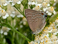 Banded Hairstreak, August 2021, Mansfield ,Tolland Co.