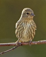 Pine Siskin, 11 October 2020, Mansfield, Tolland Co.