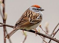 Chipping Sparrow, 18 April 2022, Mansfield, Tolland Co