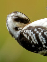 Hairy Woodpecker, 16 July, 2022, Mansfield, Tolland Co.