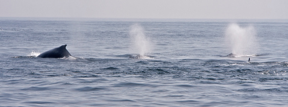 Typical Hump-backed Whale spouts