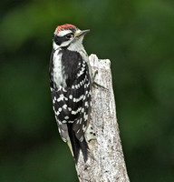 Downy Woodpecker, HY male, 7 July 2015, Mansfield, Tolland Co.