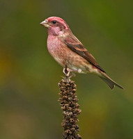 Purple Finch,  October 2012, Mansfield, Tolland Co.
