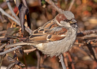 House Sparrow, 15 January 2012, Stratford, Fairfield Co.