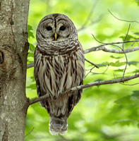Barred Owl, 31 May 2017, Mansfield, Tolland Co.
