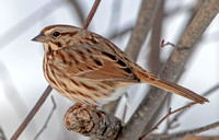 Song Sparrow, 21 December 2020, Mansfield, Tolland Co.