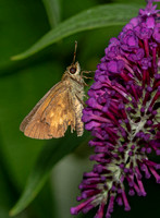 Broad-winged Skipper, 17 August 2020, Mansfield, Tolland Co.
