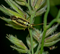 Two-spotted Plant Bug, June 2020, Mansfield, Tolland Co.