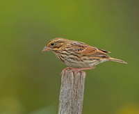 Savannah Sparrows, 7 October 2021, Mansfield, Tolland Co.