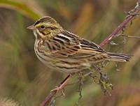 Savannah Sparrows, October 2012, Mansfield, Tolland Co.