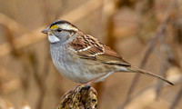 White-throated Sparrow, 3 December 2017, Mansfield, Tolland Co.