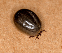 Engorged Tick, 17 October 2020, Mansfield, Tolland Co