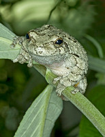 Gray Tree Frog, 19 June 2010, Mansfield, Tolland Co.