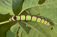 Abbott's Sphinx caterpillar, 30 June 2012, Monroe, Fairfield Co.