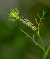 black Swallowtail larva, August 2020, Mansfield, Tolland Co.