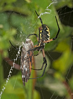 Garden Spider and Prey, 31 August 2012, Madison, New Haven Co.