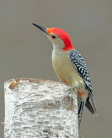Red-bellied Woodpecker, 10 February 2022, Mansfield, Tolland Co.