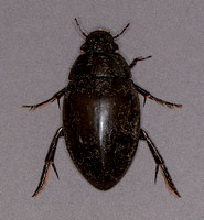 Giant Scavenger Water Beetle, 28 June 2021, Mansfield, Tolland. Co.