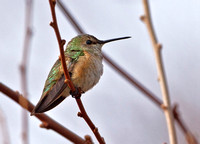 Rufous Hummingbird, 9 January 2013, Groton, New London Co.