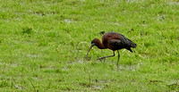 Glossy Ibis, record shots, 27 April 2018, Mansfield, Tolland Co.