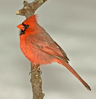 Northern Cardinal, Jan-Mar 2011, Ashford, Windham Co.