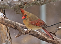 Northern Cardinal, 15 December 2013, Mansfield, Tolland Co.