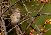 American Tree Sparrow, 17 November 2022, Mansfield, Tolland Co